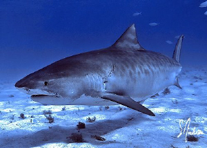 Emma shows off her stuff at Tiger Beach - Bahamas by Steven Anderson 